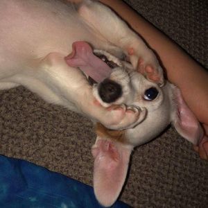 Meet your Posher, Floki